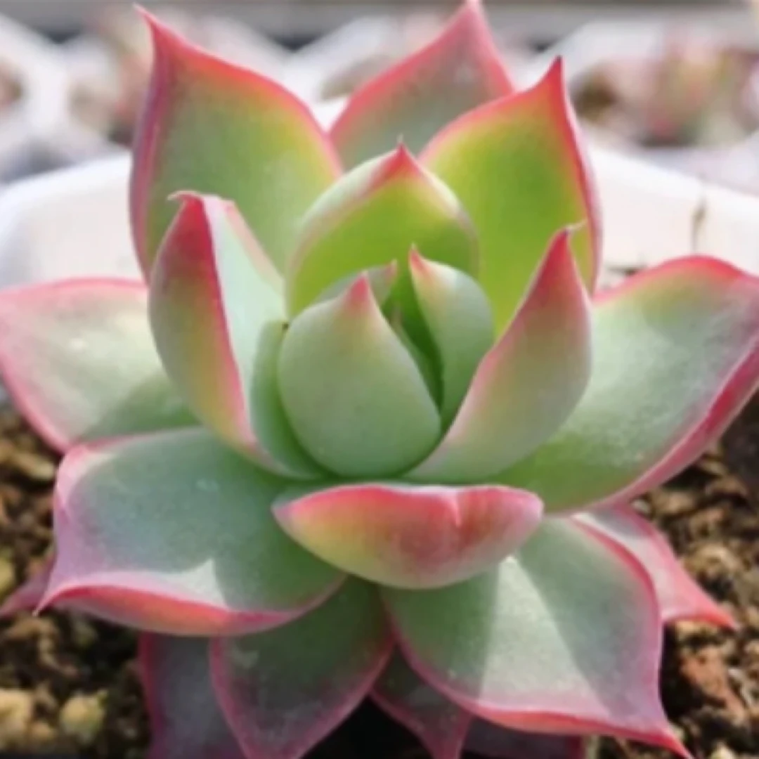 【满9.9包邮】惊鸿仙子单头6.5cm盆多肉植物阳台办公室花卉