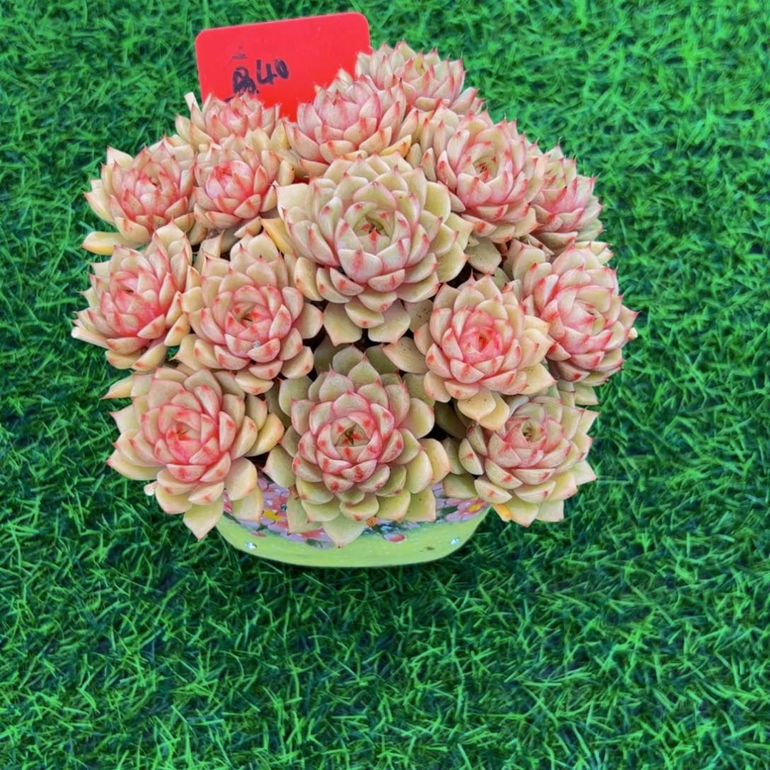 以***旋本吧小老桩多肉带盆