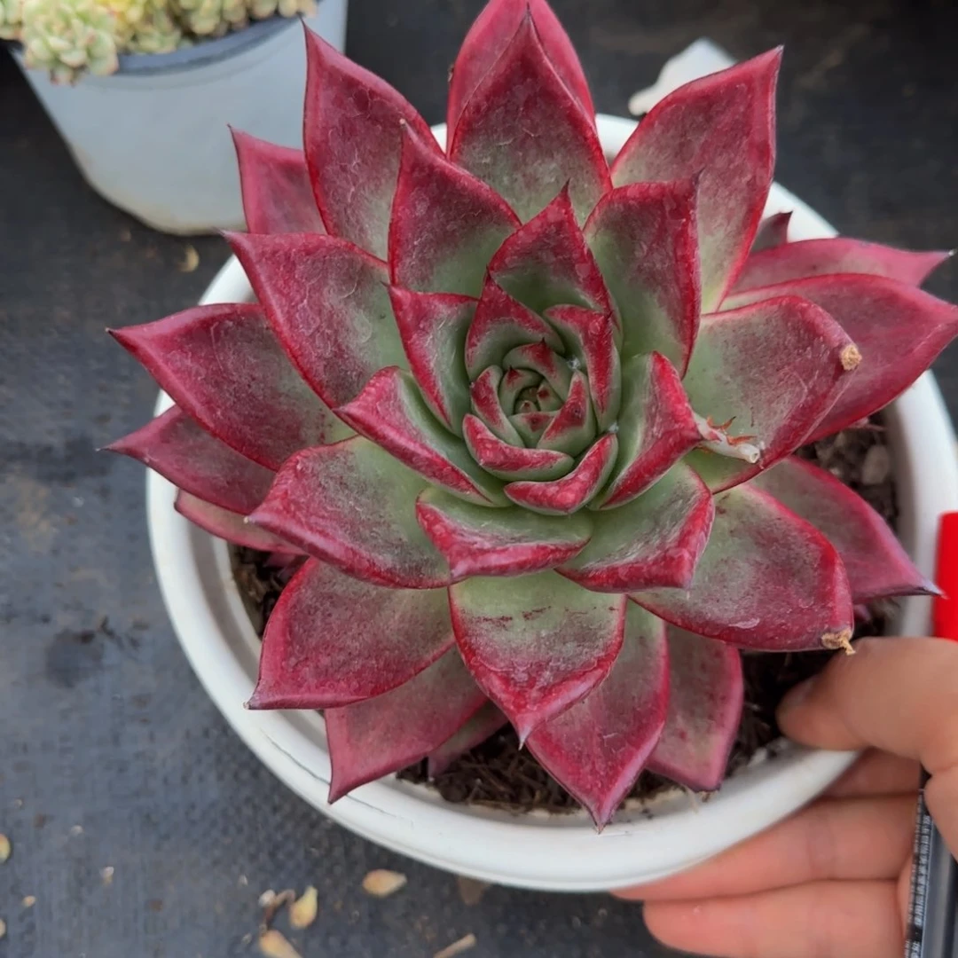 卡宴一物一拍30-3