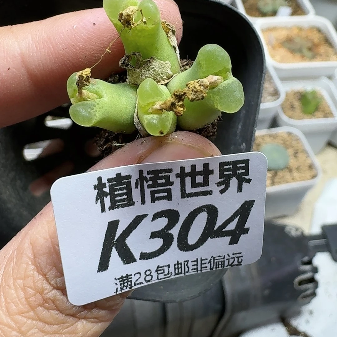 多肉W的人生的人生