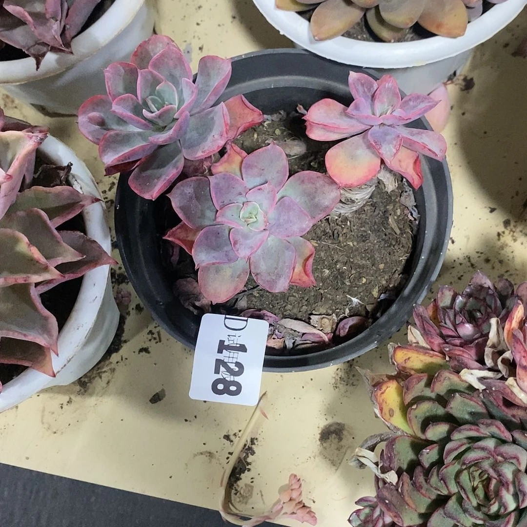 平***?128泪无痕多肉