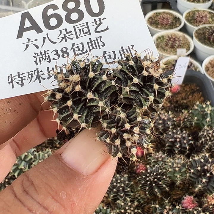可****无花朵680号实生米哈