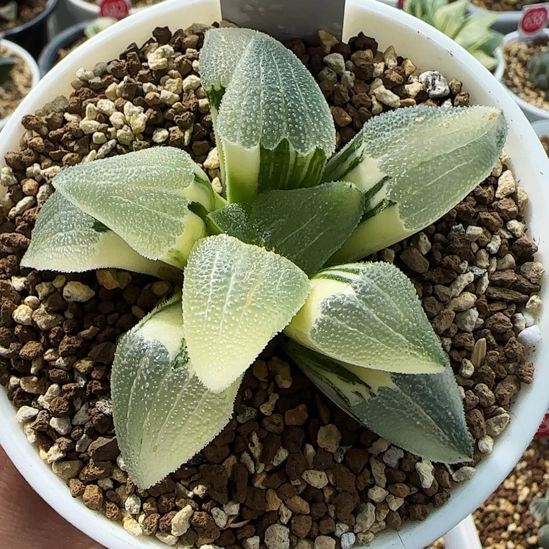 141号蓝光磨面锦一物一拍带