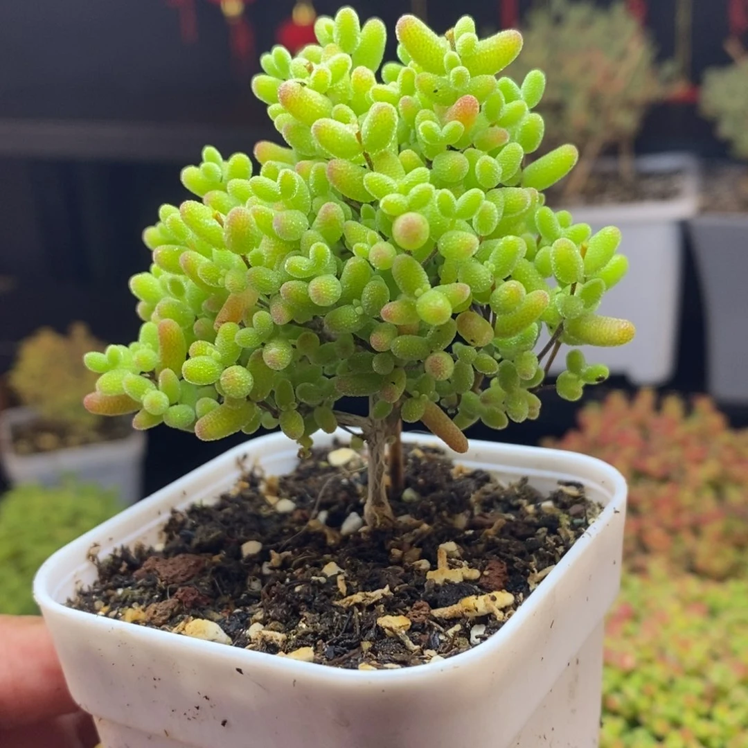 234号蜜橘糖球枝干