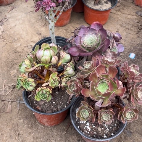 192多肉植物组合，