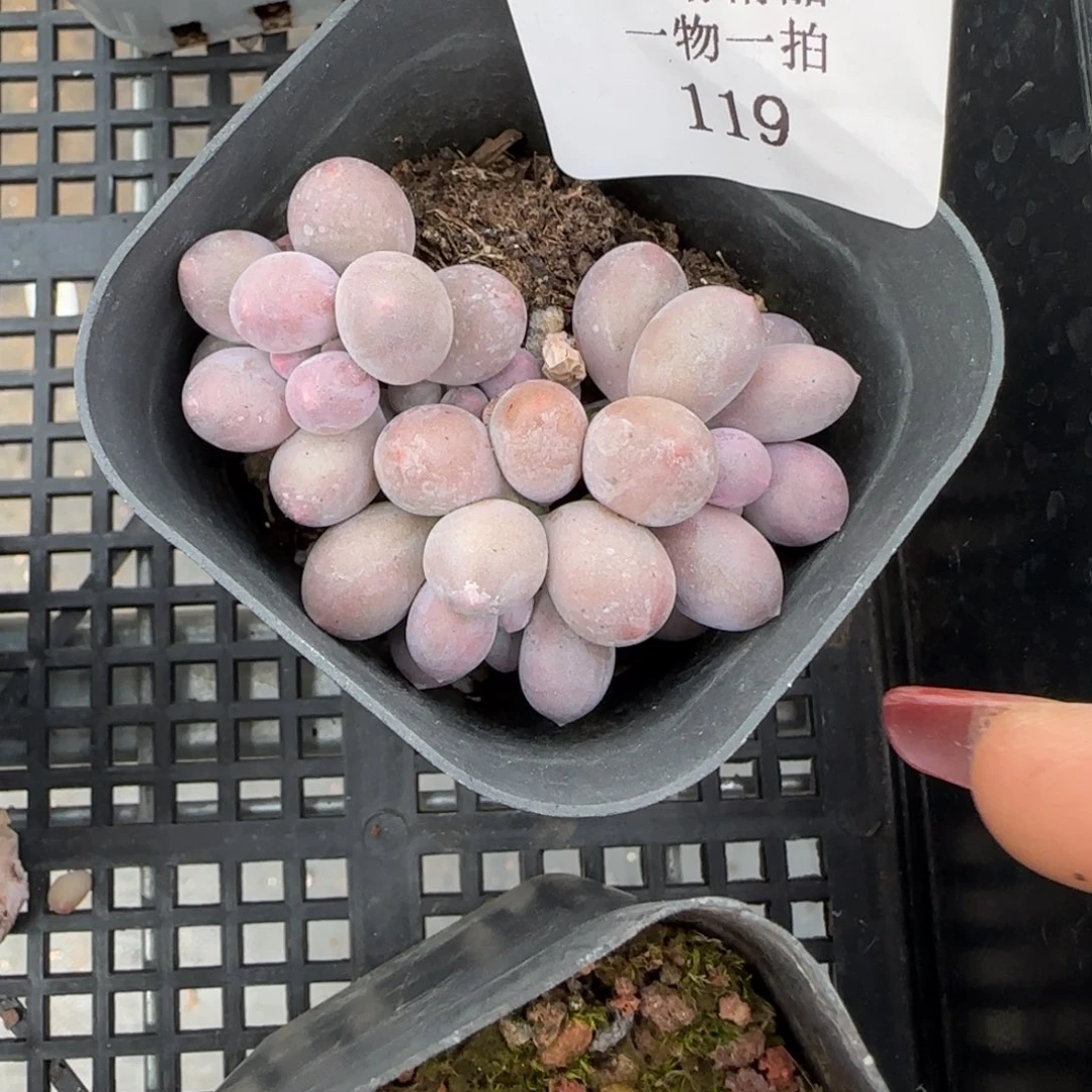 闪购精品多肉119号