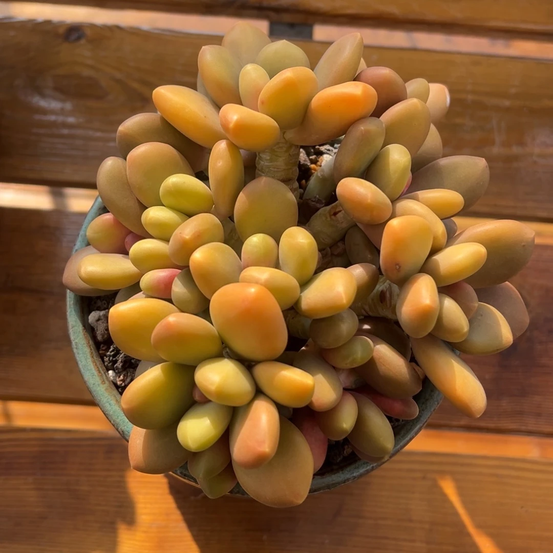 张张精品多肉芒果奶