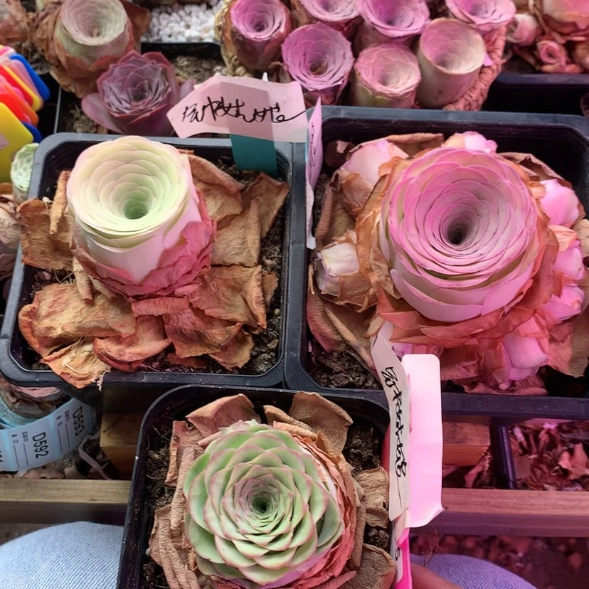 【闪购商品】钟****橱三颗235