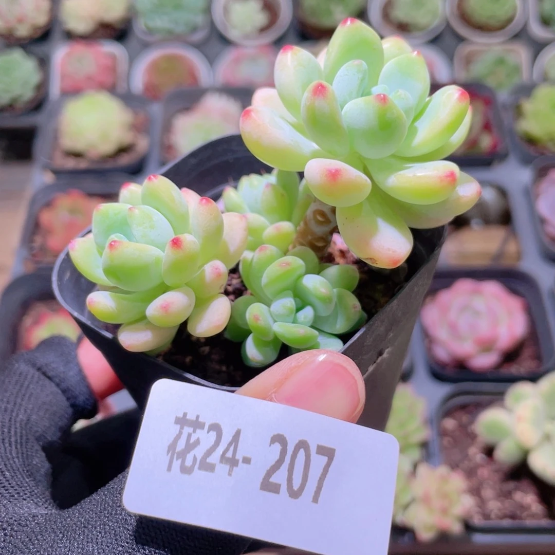 花利美24-207劳尔