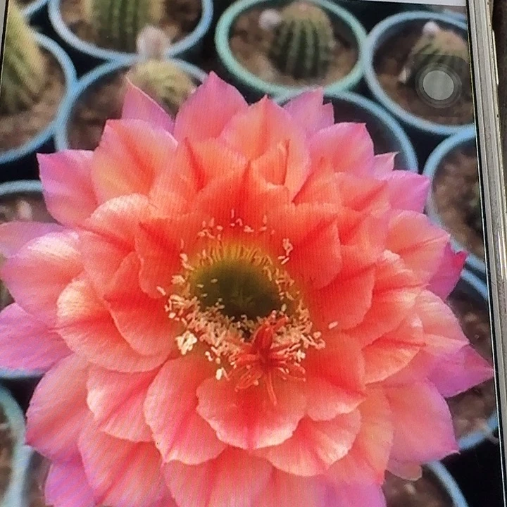 立夏侧芽5公分高容易掉刺