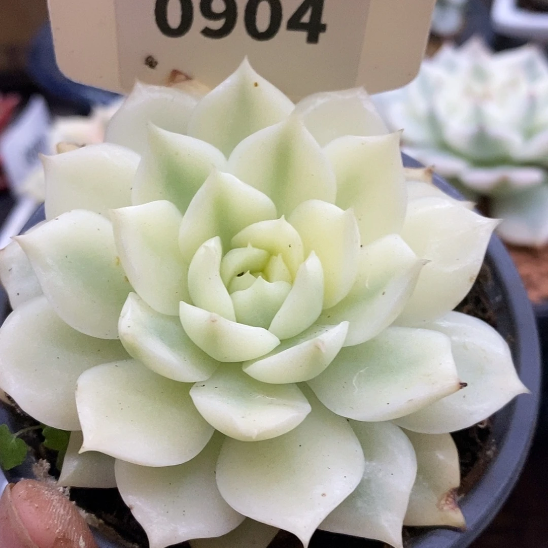 904海蓝哈哈哈哈哈哈哈哈