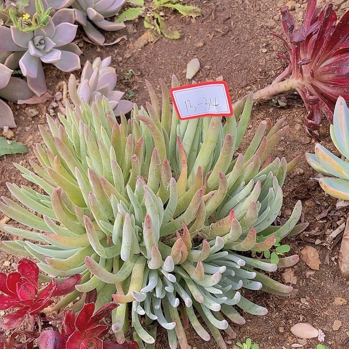 爱杜丽丝仙女被13杠34号