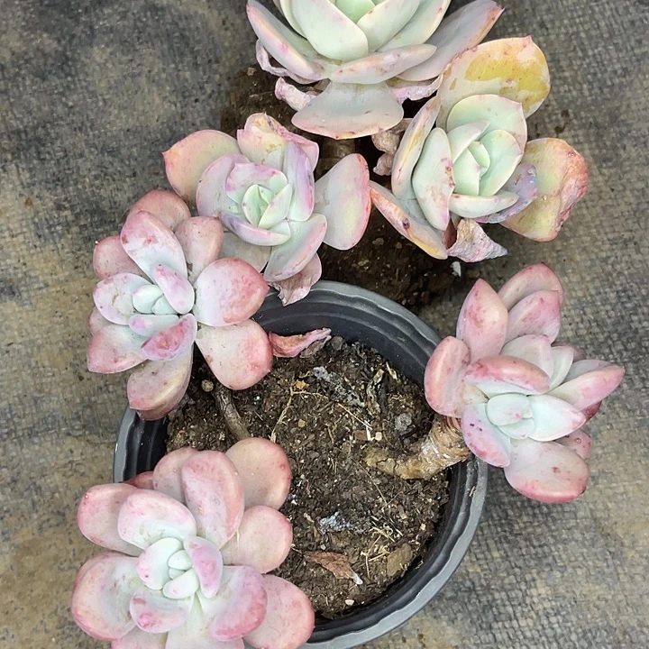 两单包邮，一物一拍