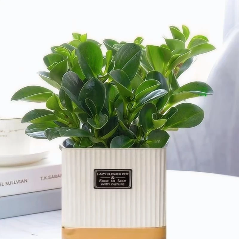 【吸烟鬼】豆瓣绿室内绿植盆栽植物净化空气好养易活