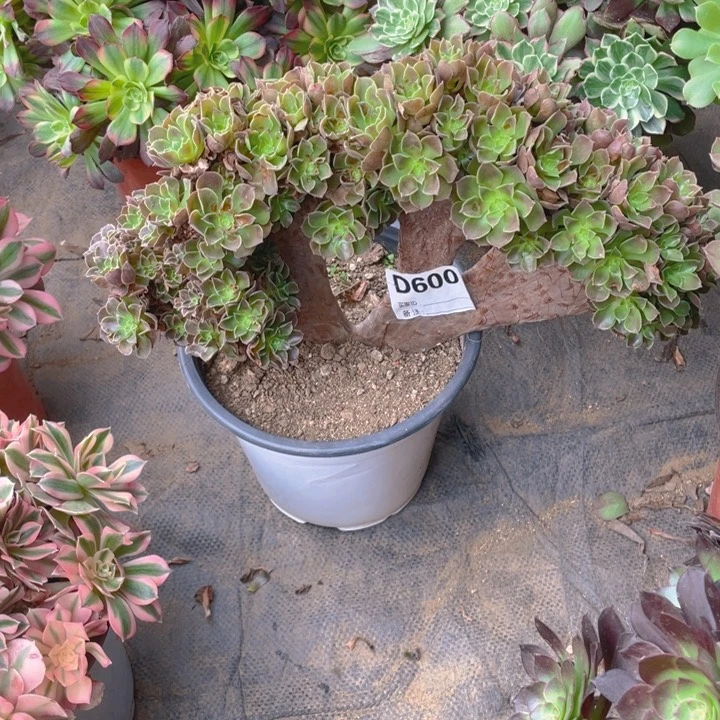 挖****马多肉柠檬玫瑰缀化600