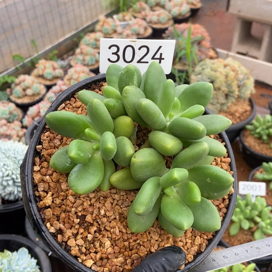 云***轻3024。    芒果奶。