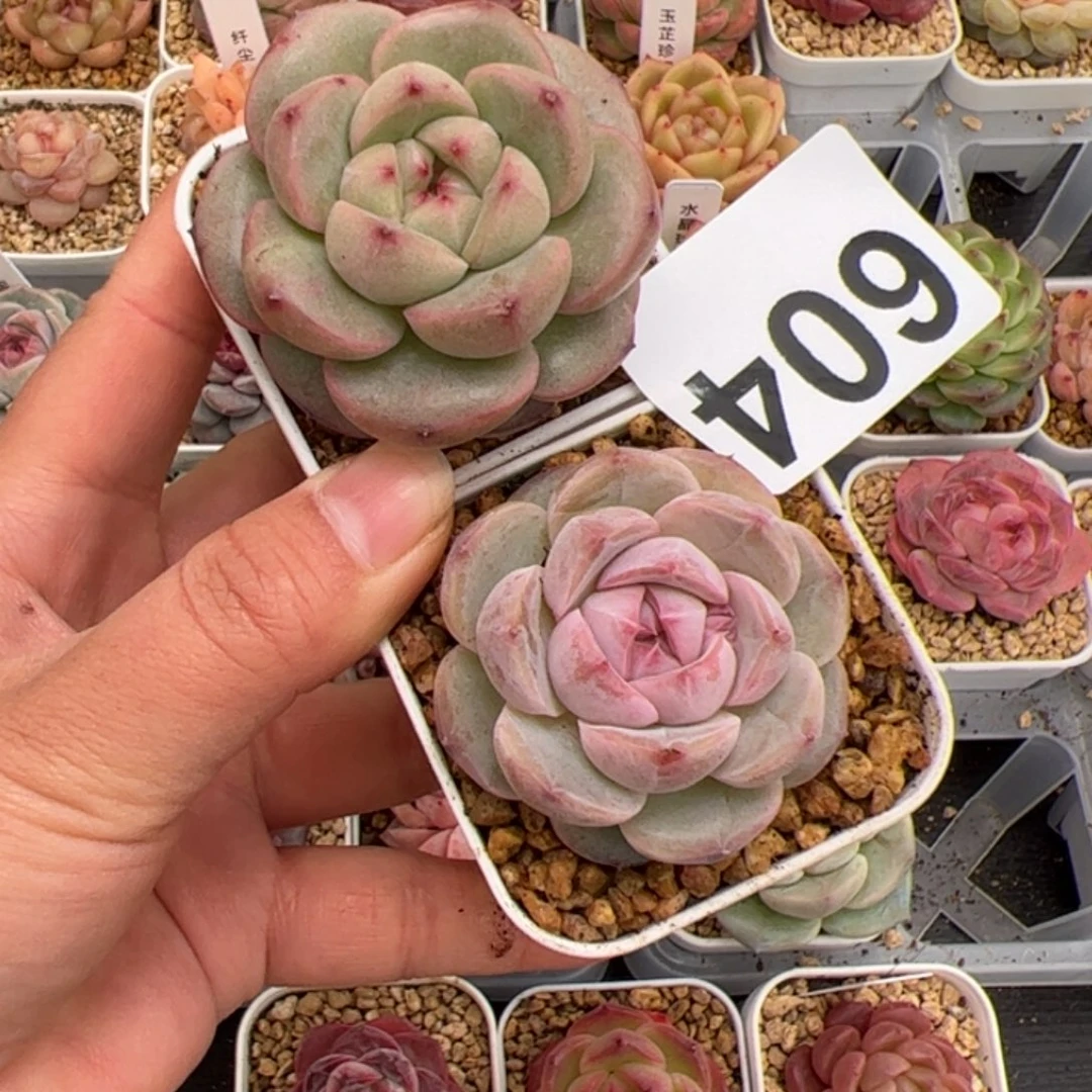 佳*玲604 多肉植物组合