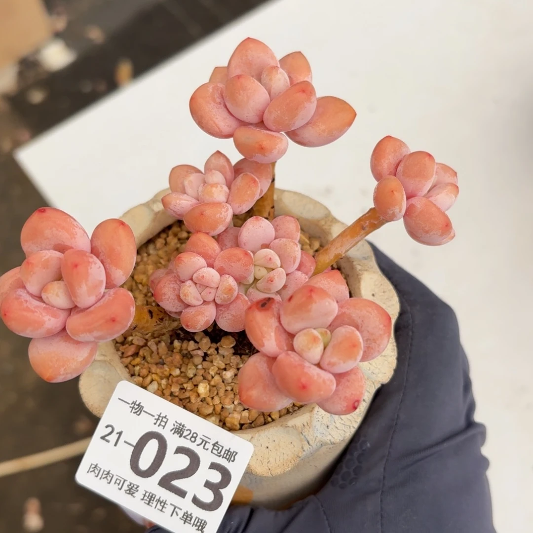 樱花洛神无盆土发货无