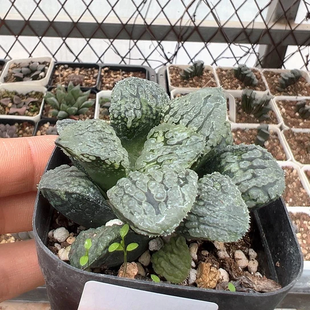 十二卷，马丽丽，，，