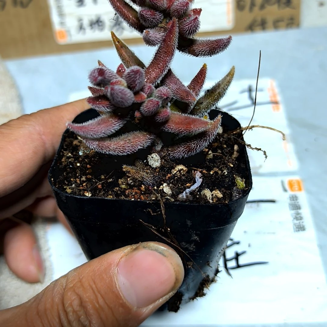 满6元包邮，紫红色绒针老苗