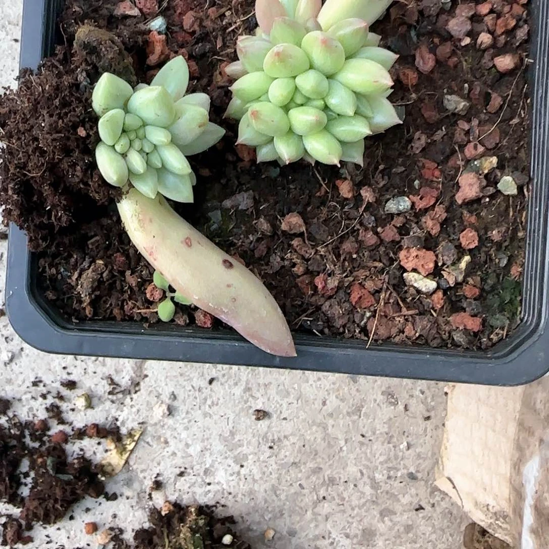 多肉植物一物一拍