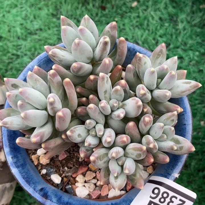 松果美人2386多肉植物