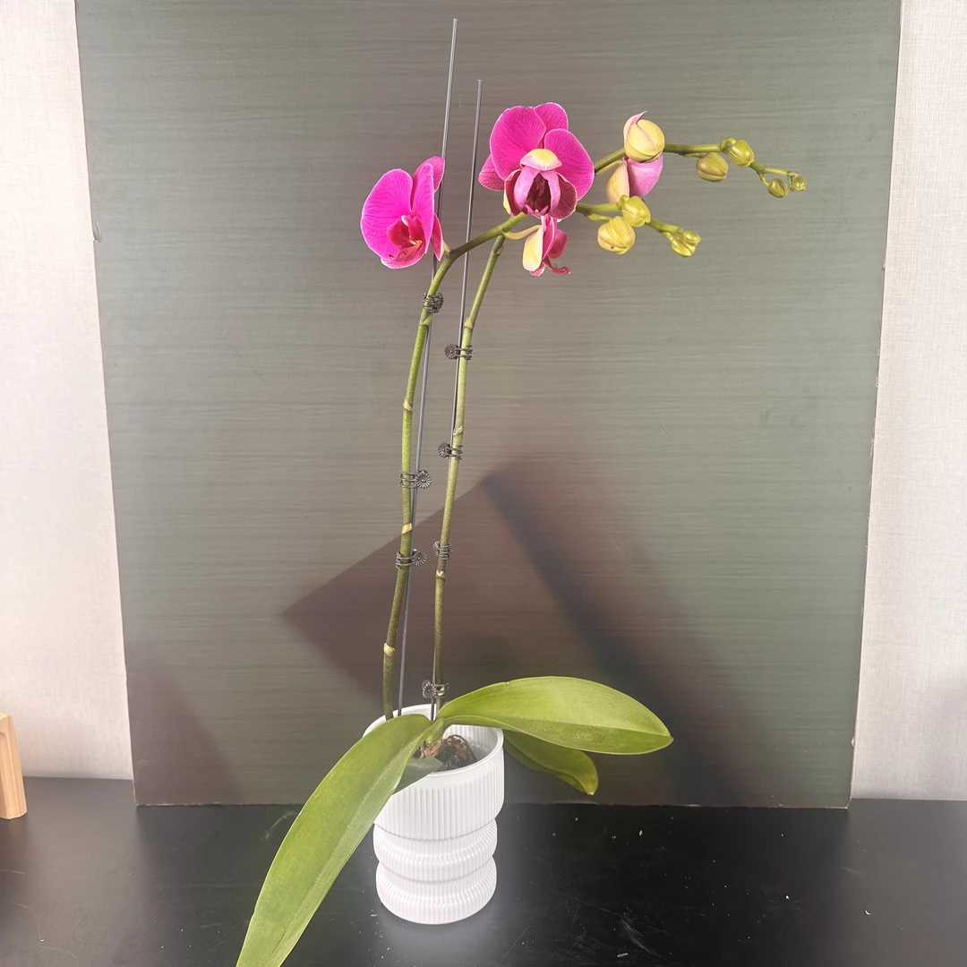 【花之漫】(恭喜发财）3.0寸杯双剑蝴蝶兰花卉