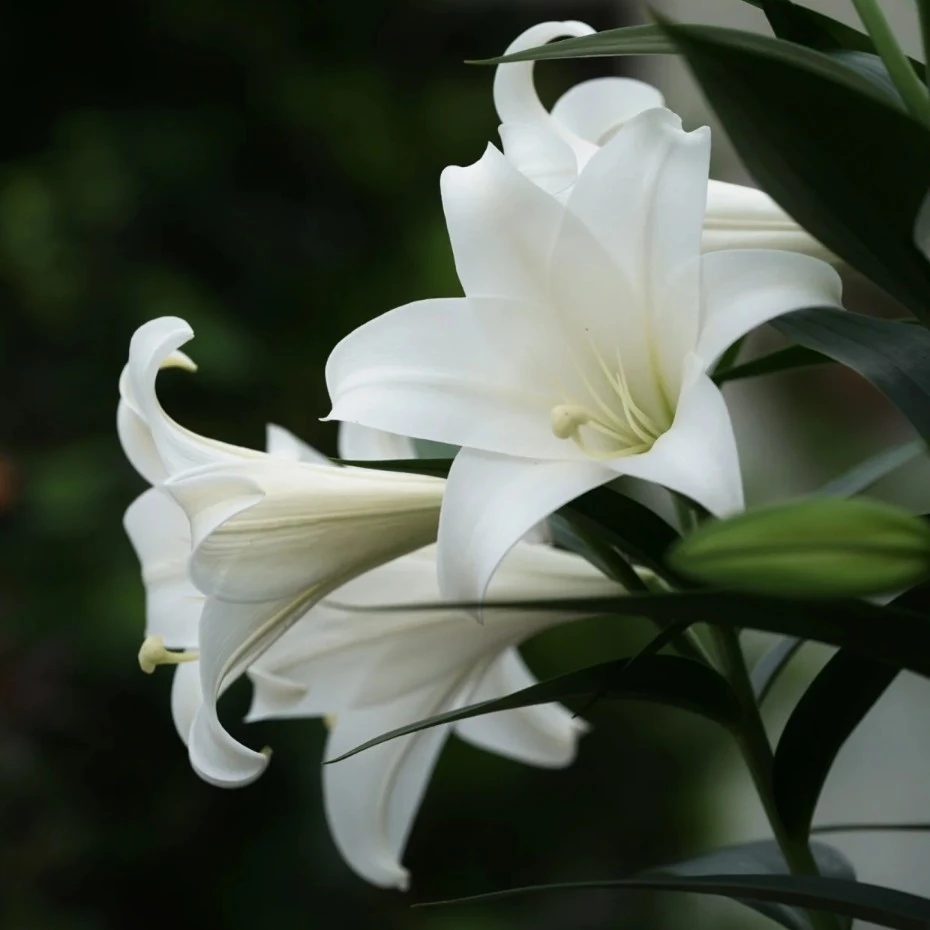 【白特里昂菲特】14/16  LO铁炮系列进口百合种球多年生盆栽地栽