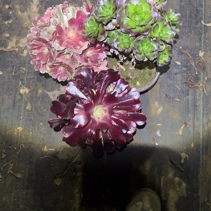 不包侧枝一物一拍57