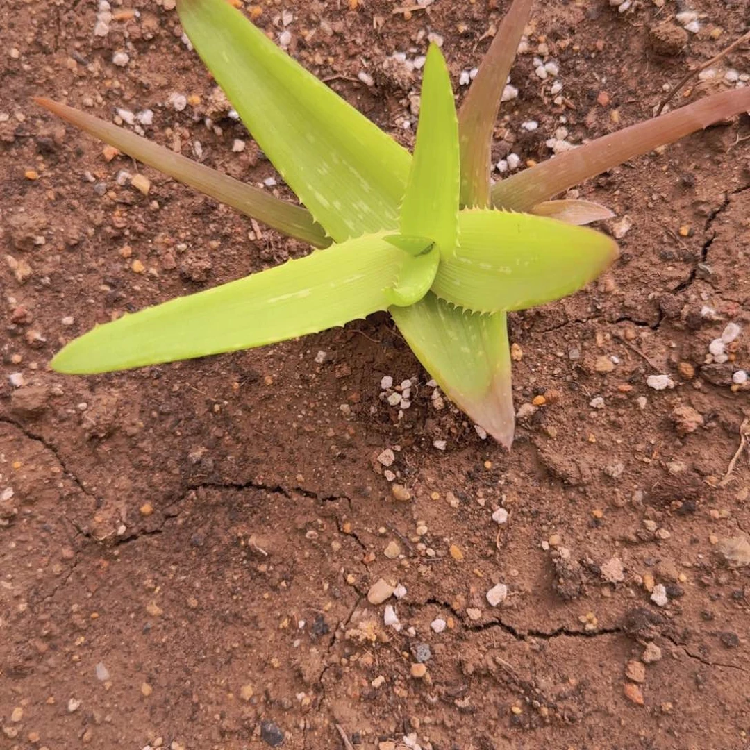 人**测块根植物块根植物