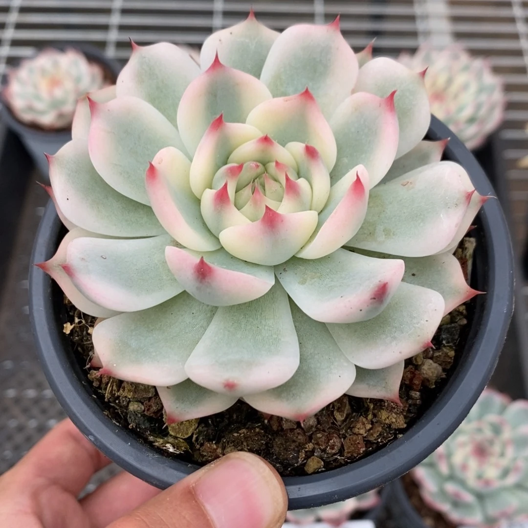 吉娃娃锦多肉植物8589
