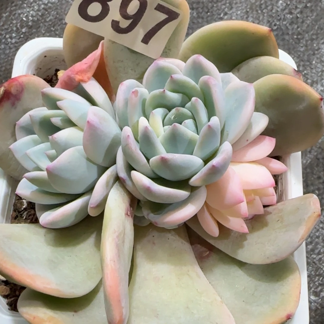 梦露锦群多肉植物