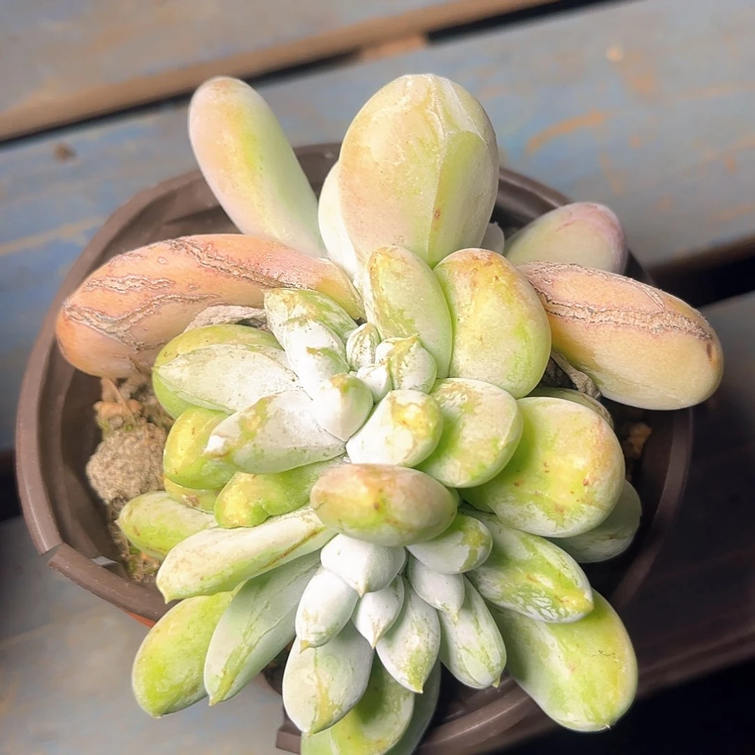 石化绿拇指带盆发