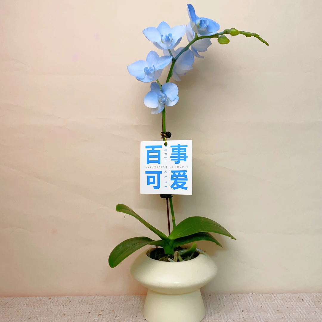 二木优选【蓝色妖姬】喷染蝴蝶兰花卉轻奢高级艺术盆栽组盆系列