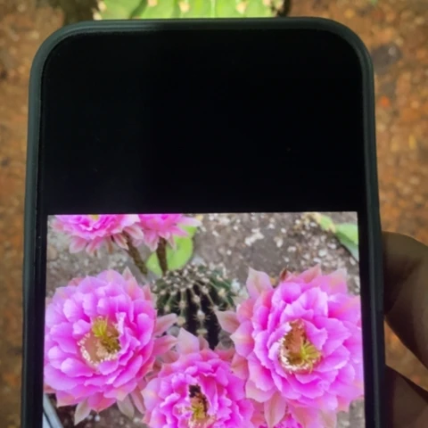 无花朵香妃彩草仙人球侧芽嫁接7.8