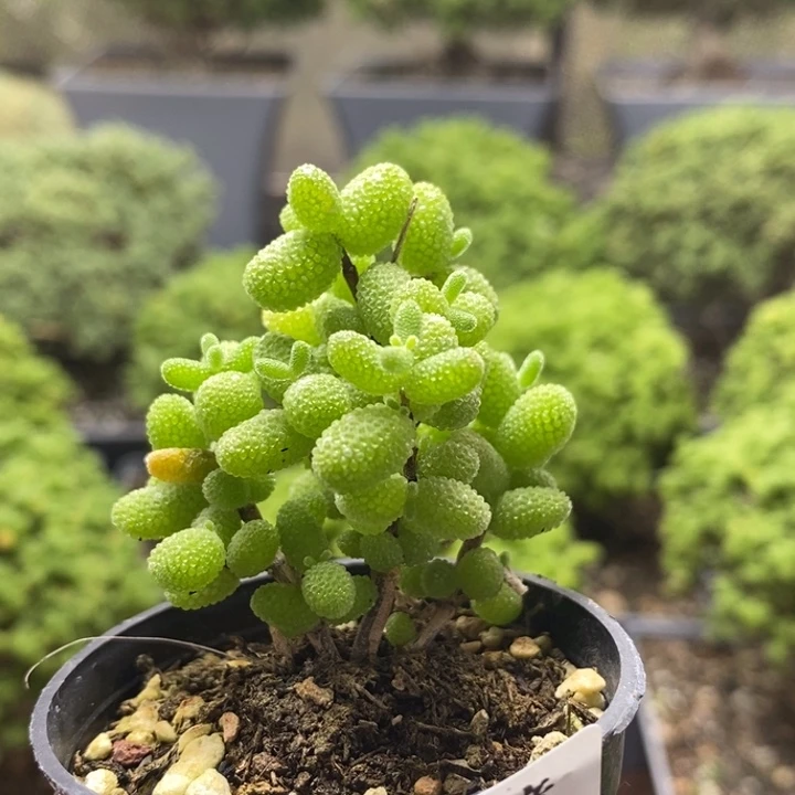 金橘糖球7863枝干番杏