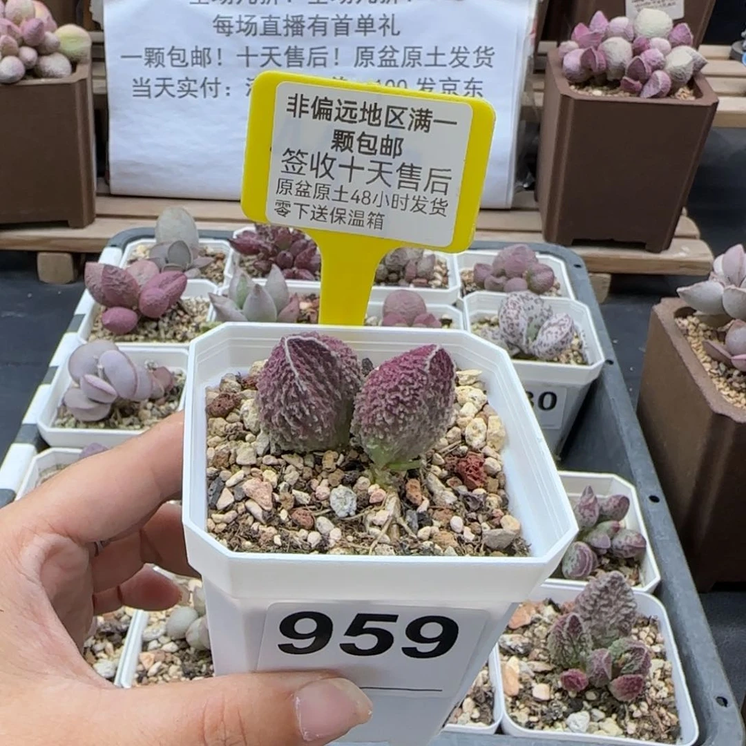 959胖五多肉植物