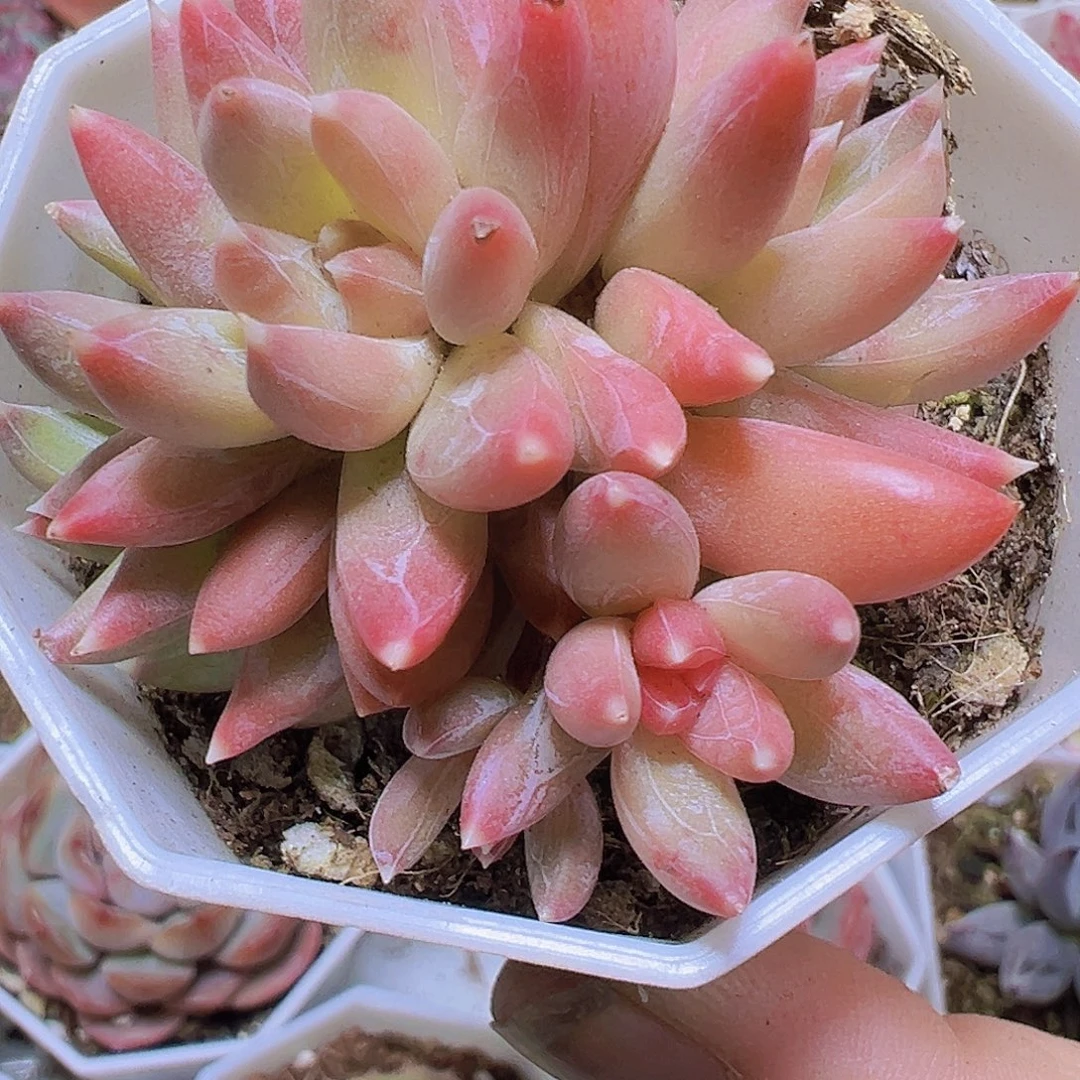炫彩星群19包邮多肉