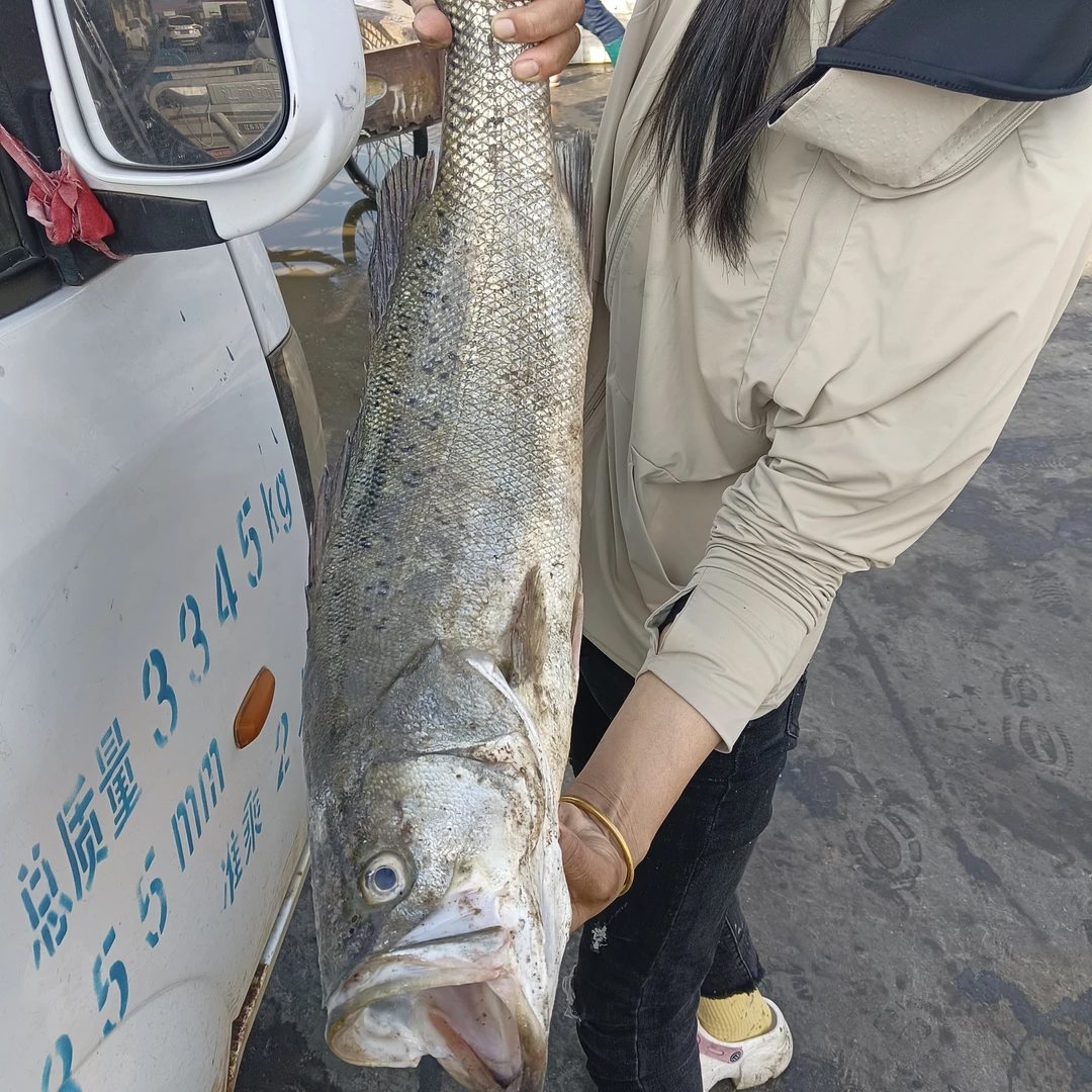 渤海湾南排河 海鲈鱼 10斤  顺丰包邮