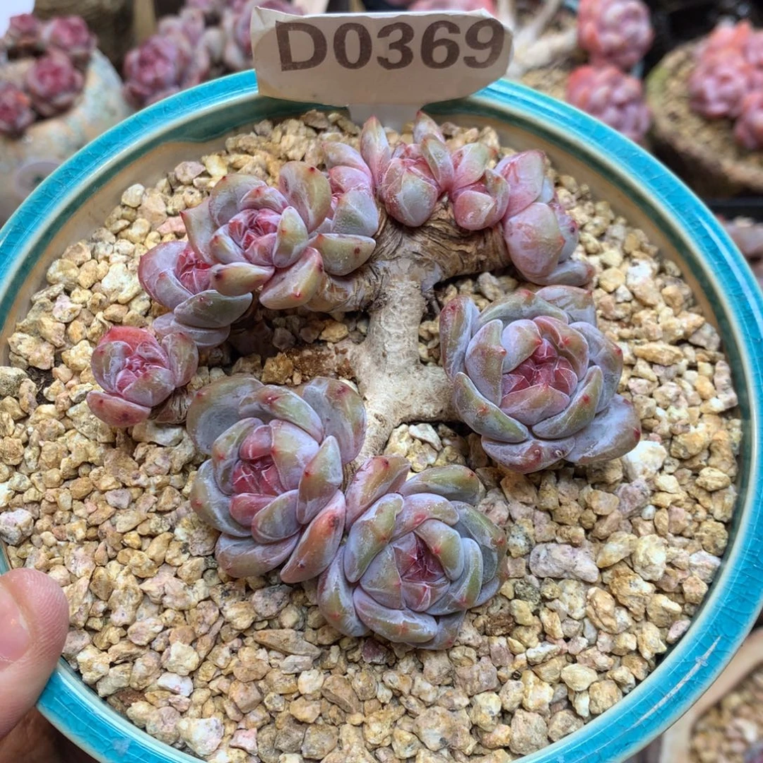 D0369 10头红宝石心星影 有砍 10厘米