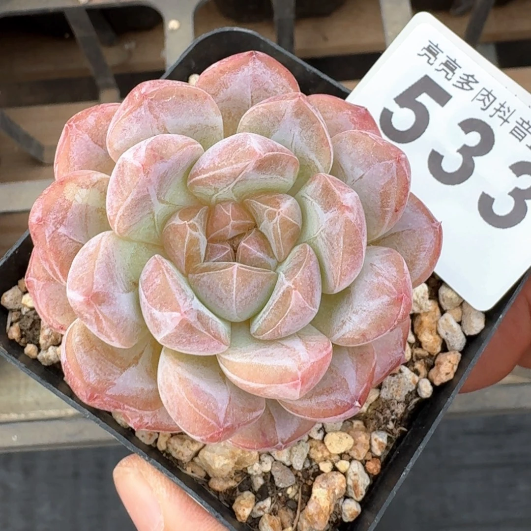 黛玉冰魄         多肉植物