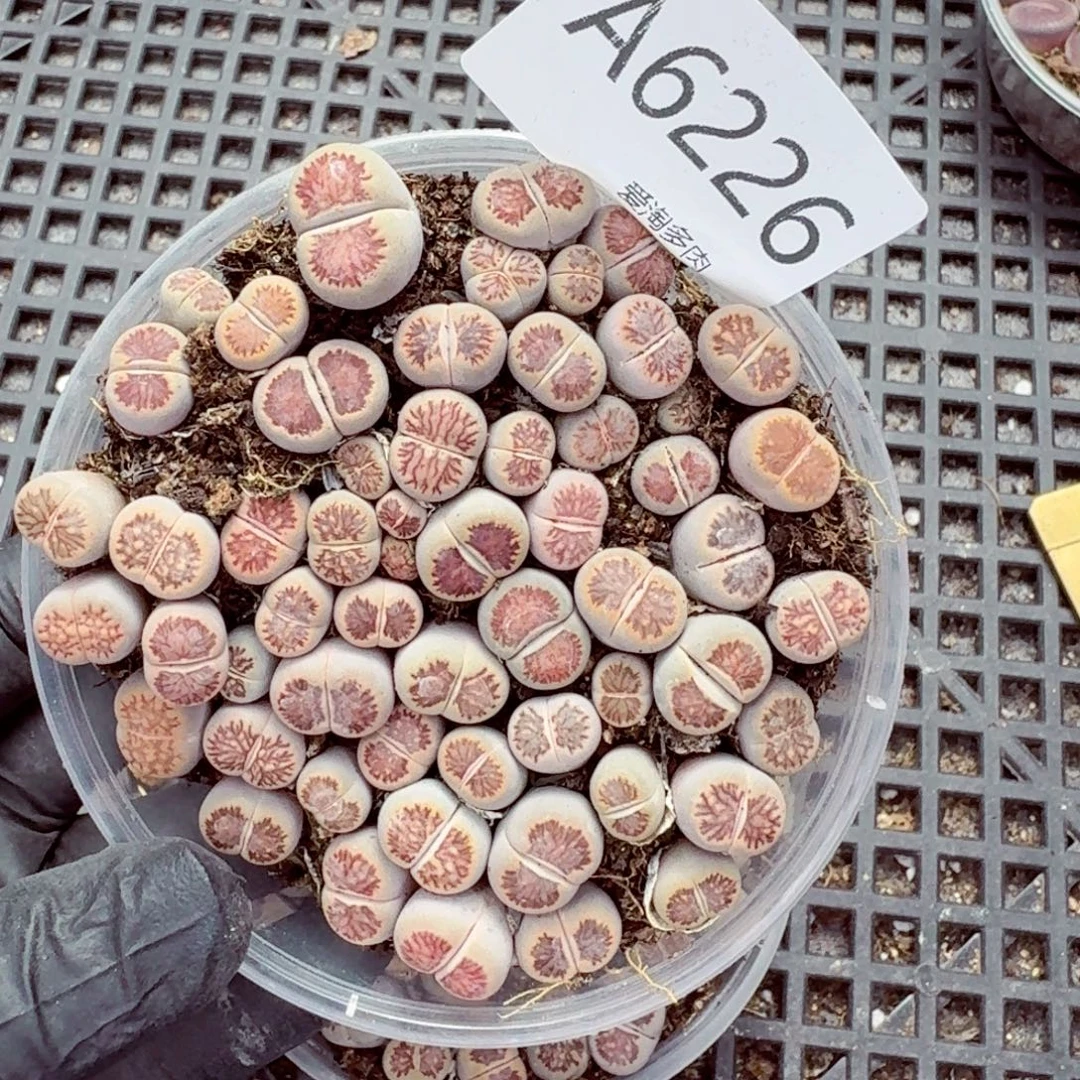 6226—生石花  生石花