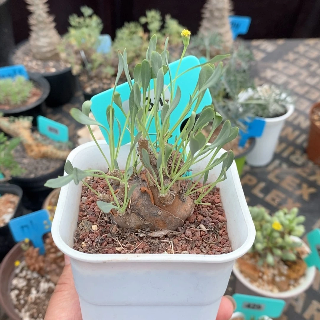 开普敦厚炖菊产地多肉植物