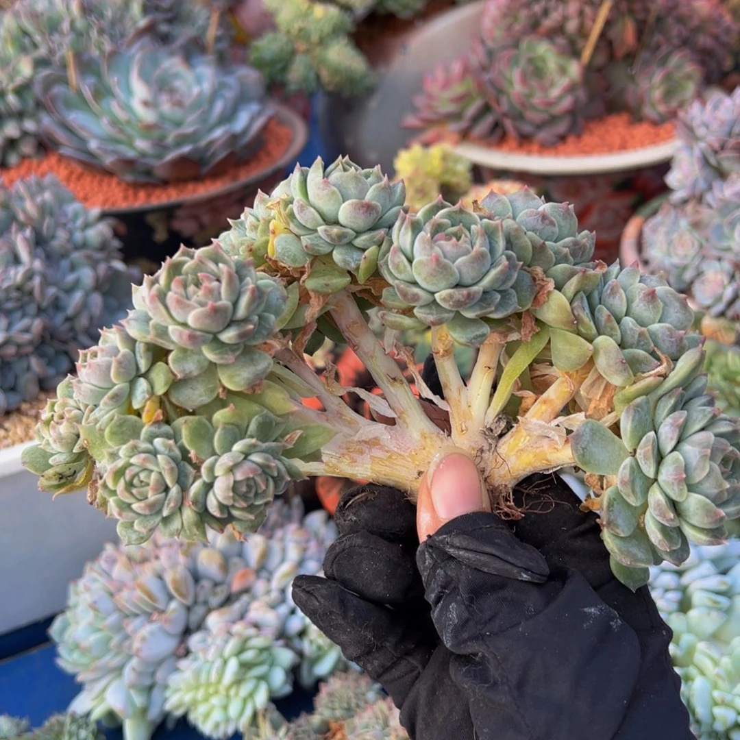 黄粉心冰魄朵朵13头微瑕