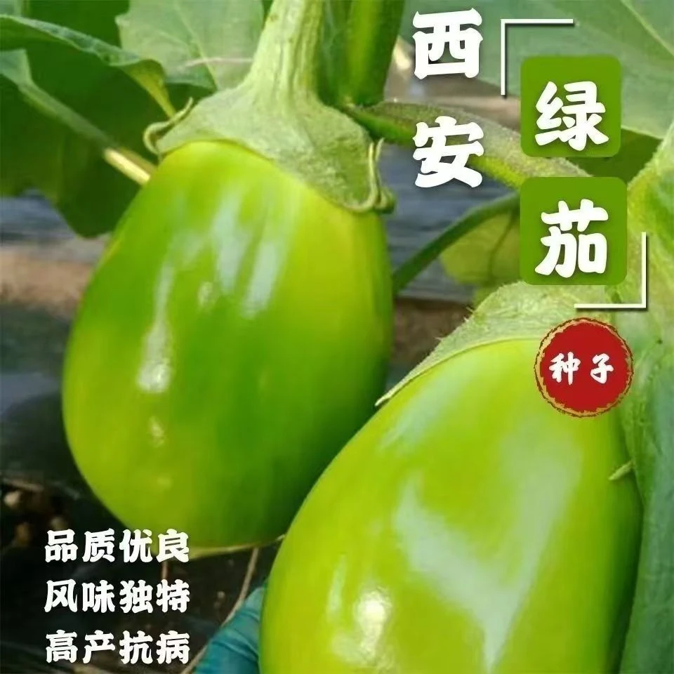 【全店满6包包邮】【151】西安绿茄种子