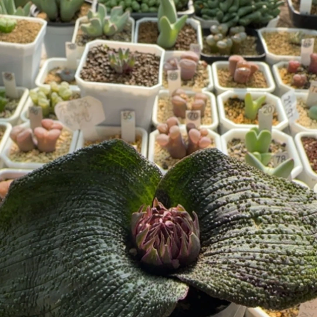 【闪购商品】0081