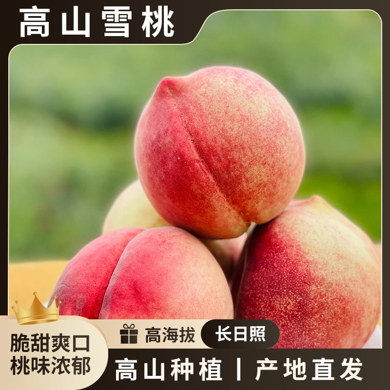 【谭希望】大凉山高山雪桃果园直发脆甜多汁新鲜采摘现摘现发脆桃