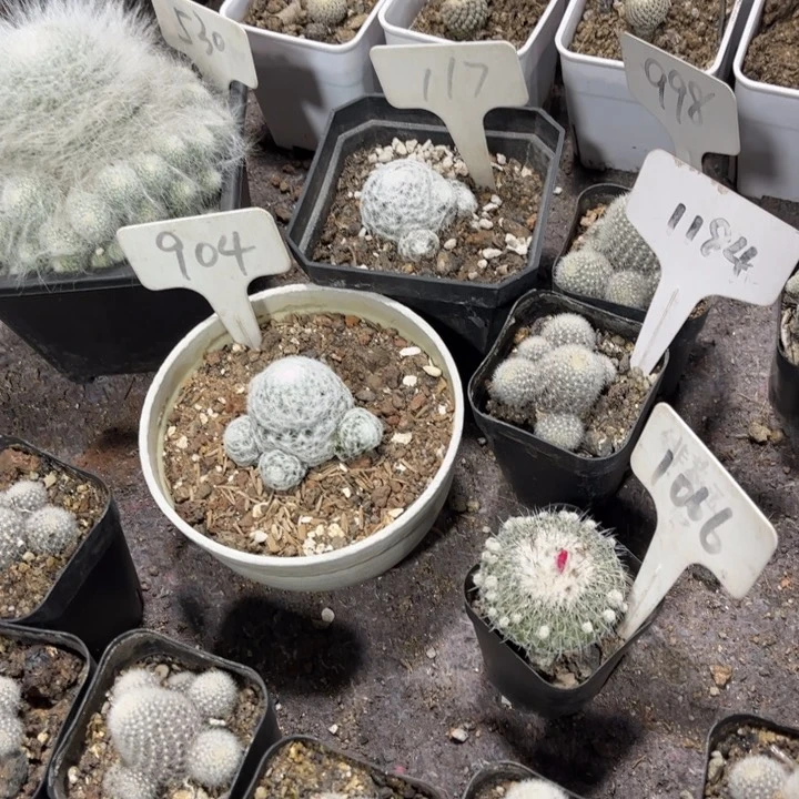 土*530 117 998 1184 1066 904