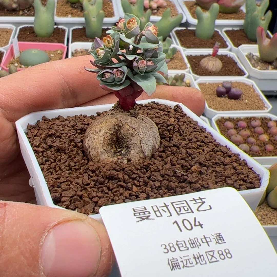 晚*?2.24玫瑰大戟多肉植物104