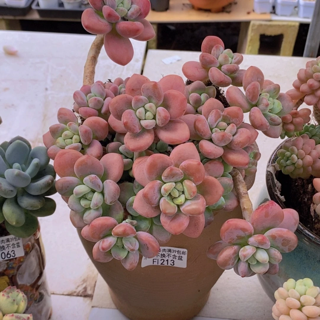 樱花洛神17cm1213多肉植物